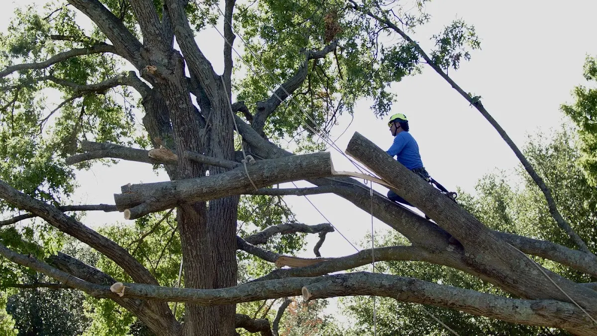 Professional Crown Thinning performed by certified arborists in Leo