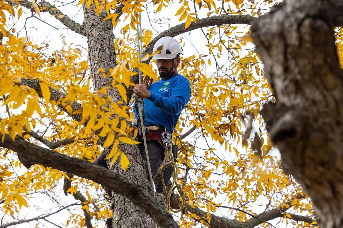 Skilled Tree Pruning crew working in Leo