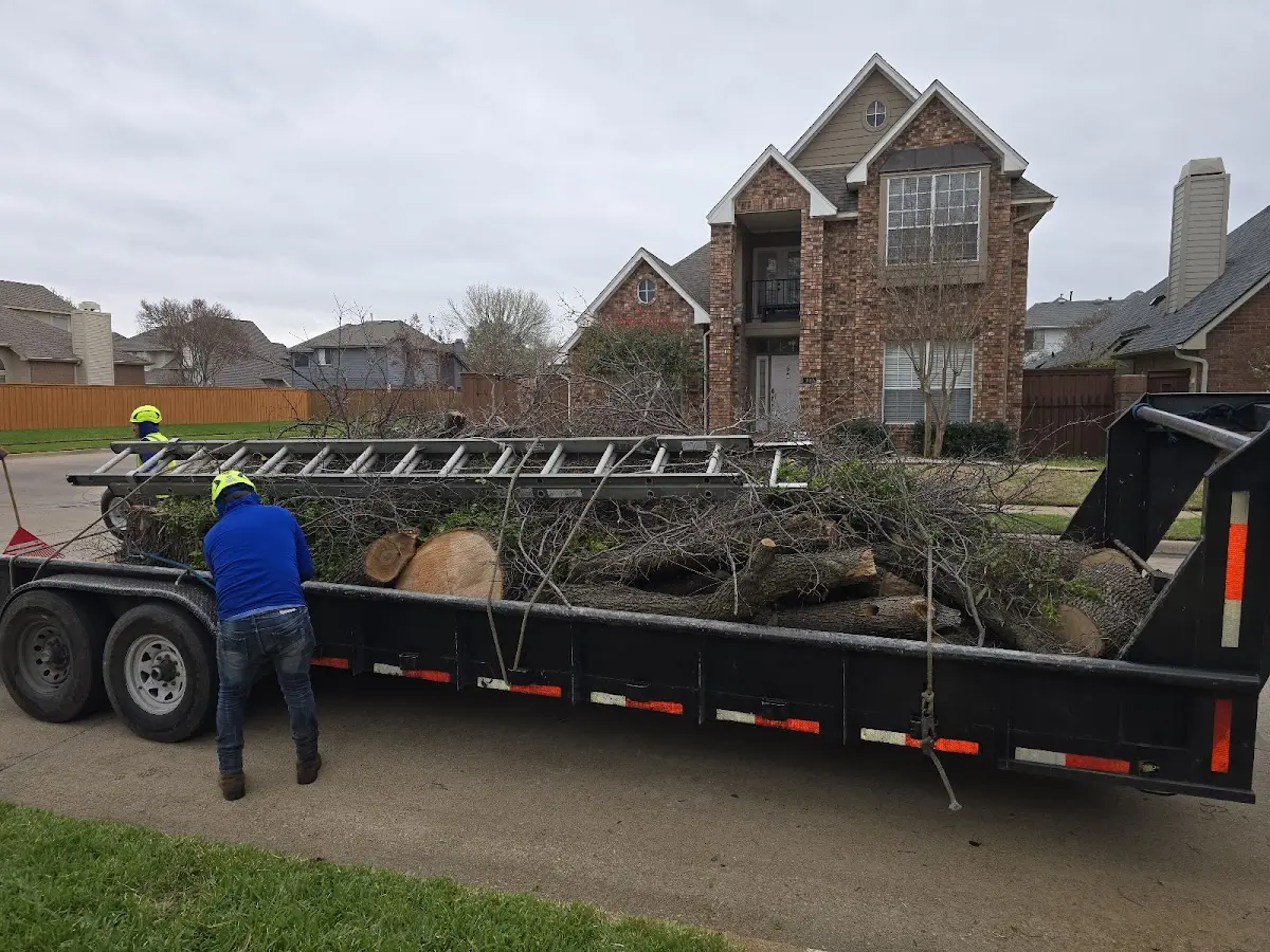 Expert Tree Pest Control with proper safety equipment in Leo